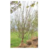 Spring Snow Crabapple