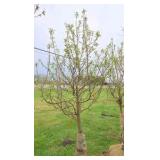 Spring Snow Crabapple
