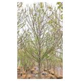 Red Point Maple