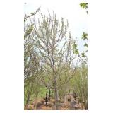 Red Point Maple