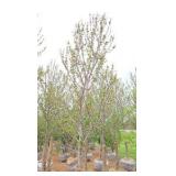 Red Point Maple
