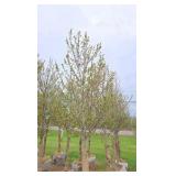 Red Point Maple
