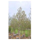 Red Point Maple