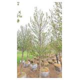 Red Point Maple