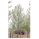 Red Point Maple