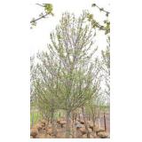 Red Point Maple