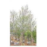 Red Point Maple