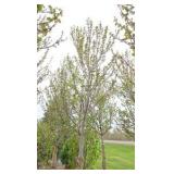 Red Point Maple