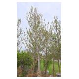 Red Point Maple