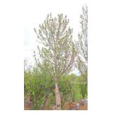 Red Point Maple