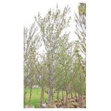 Red Point Maple