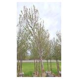 Red Point Maple