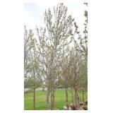 Red Point Maple
