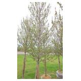 Red Point Maple