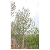Red Point Maple