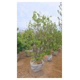 Japanese Lilac - Clump Style