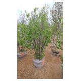Japanese Lilac - Clump Style