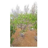 Japanese Lilac - Clump Style