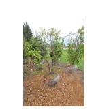 Japanese Lilac - Clump Style