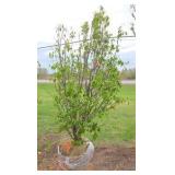 Japanese Lilac - Clump Style