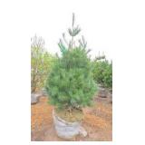 White Pine - 6'