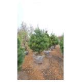 White Pine - 6'