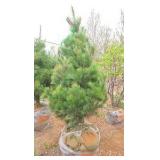 White Pine - 6'