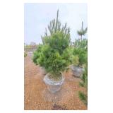 White Pine - 6'