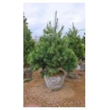 White Pine - 6'