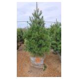 White Pine - 6'