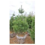 White Pine - 6'