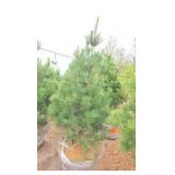 White Pine - 6'