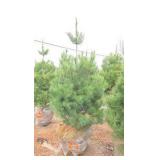 White Pine - 6'