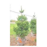 White Pine - 6'