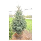 Black Hills Spruce