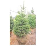 Black Hills Spruce