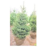 Black Hills Spruce