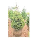 Black Hills Spruce