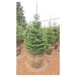 Black Hills Spruce
