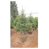 Black Hills Spruce