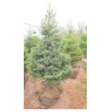 Black Hills Spruce