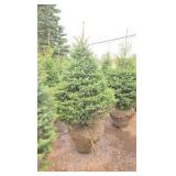 Black Hills Spruce