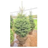 Black Hills Spruce