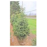 Black Hills Spruce