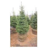 Black Hills Spruce