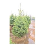 Black Hills Spruce