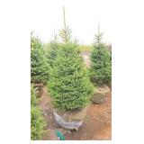 Black Hills Spruce