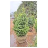 Black Hills Spruce