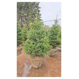 Black Hills Spruce