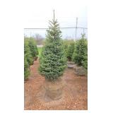 Black Hills Spruce